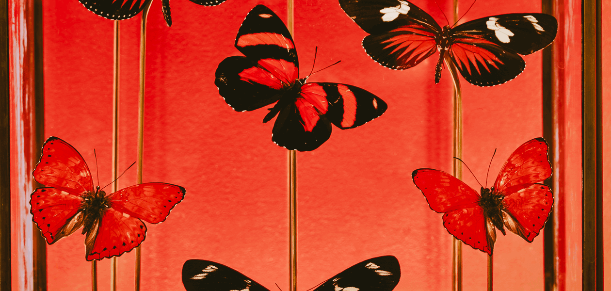 Butterfly artwork of The Mayfair Townhouse