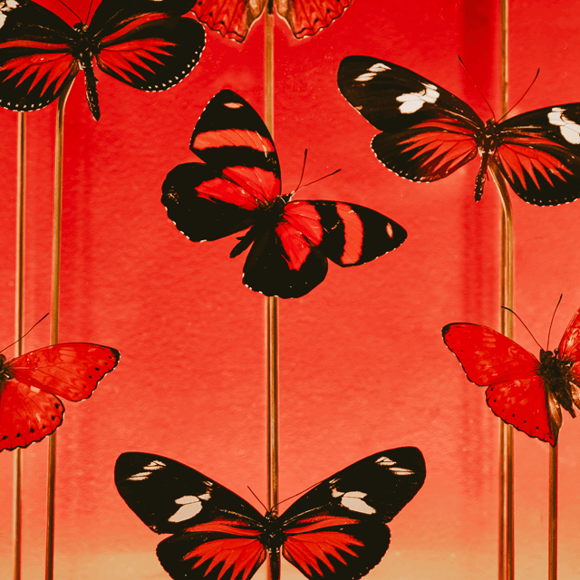 Butterfly artwork of The Mayfair Townhouse