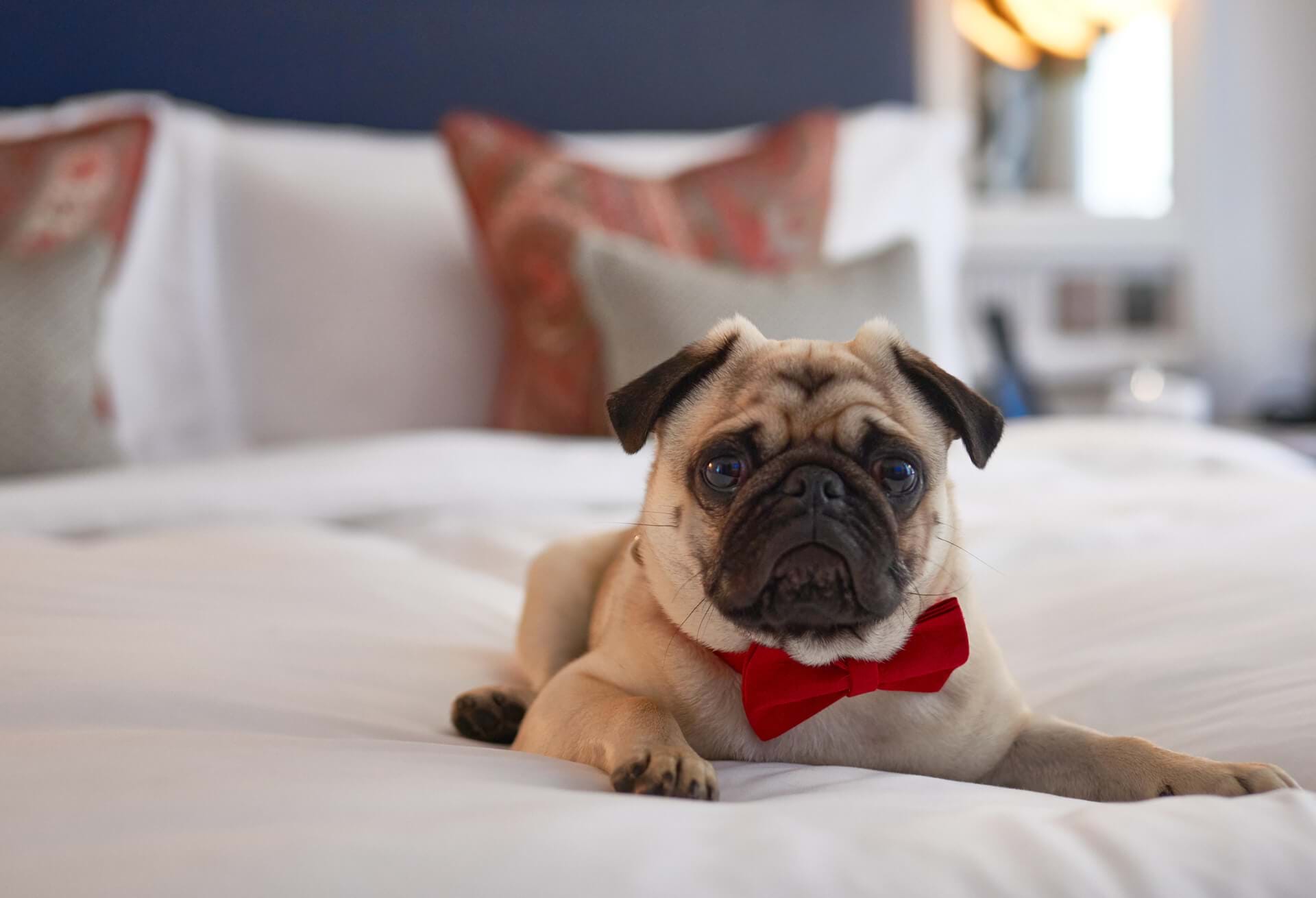 dog friendly hotel london