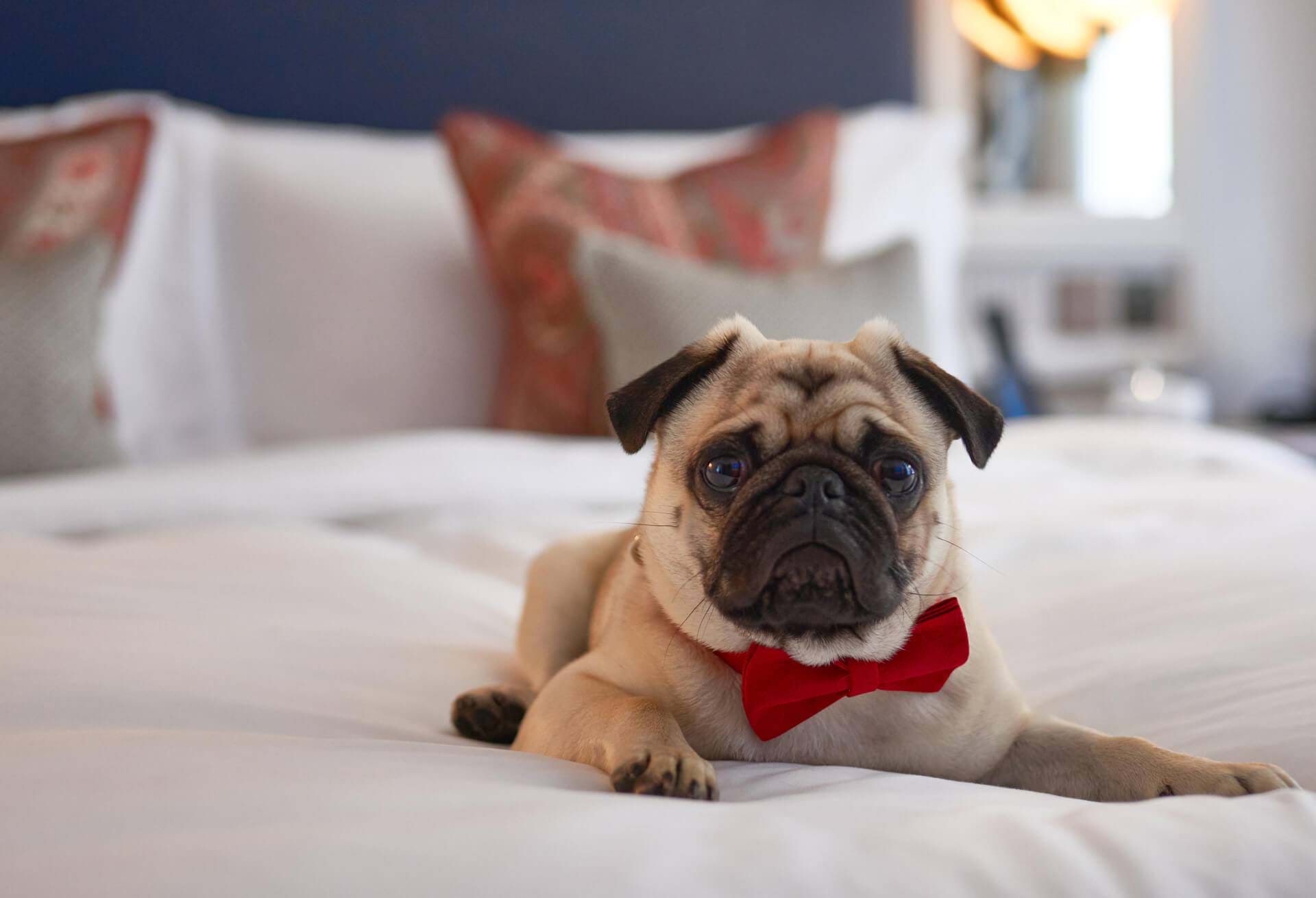 dog friendly hotel london