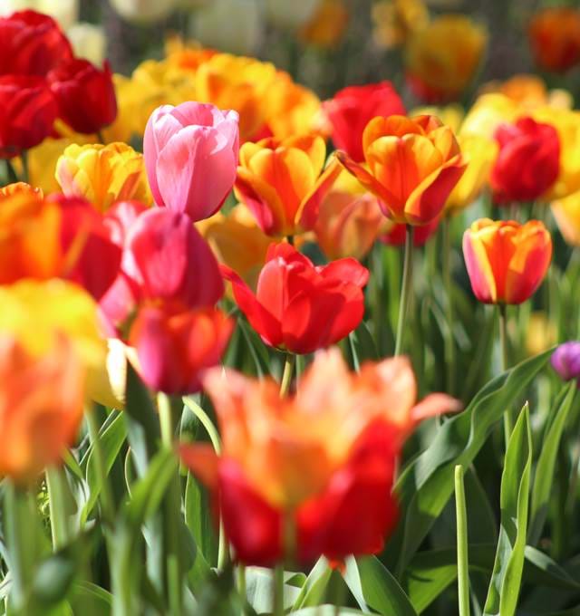 Superbloom at Tower of London
