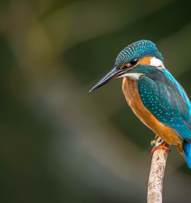 Wildlife photo of the year of humming bird